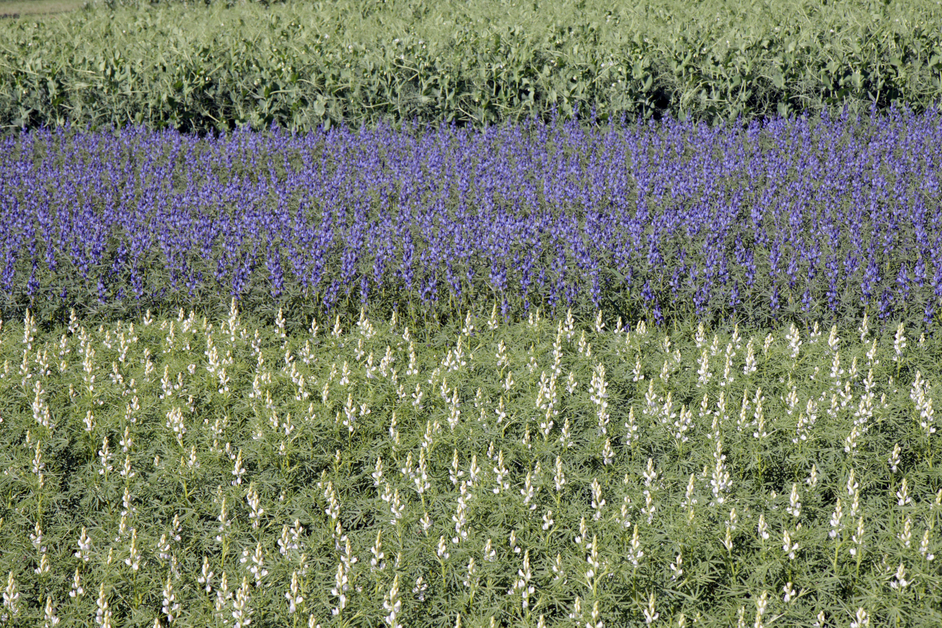 White lupine, blue lupine, field pea (from front to back)