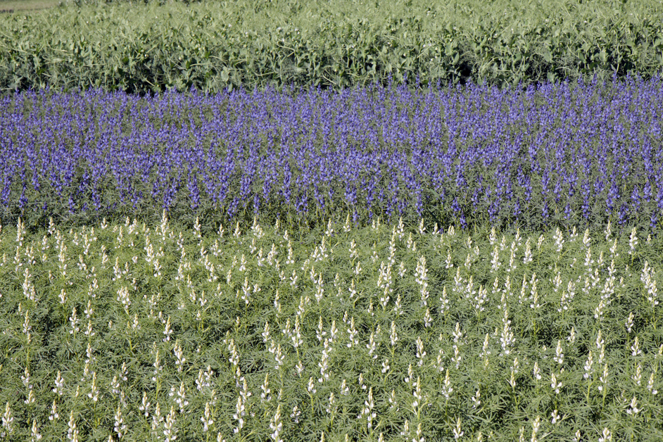 Weiße Lupine, Blaue Lupine, Ackererbsen