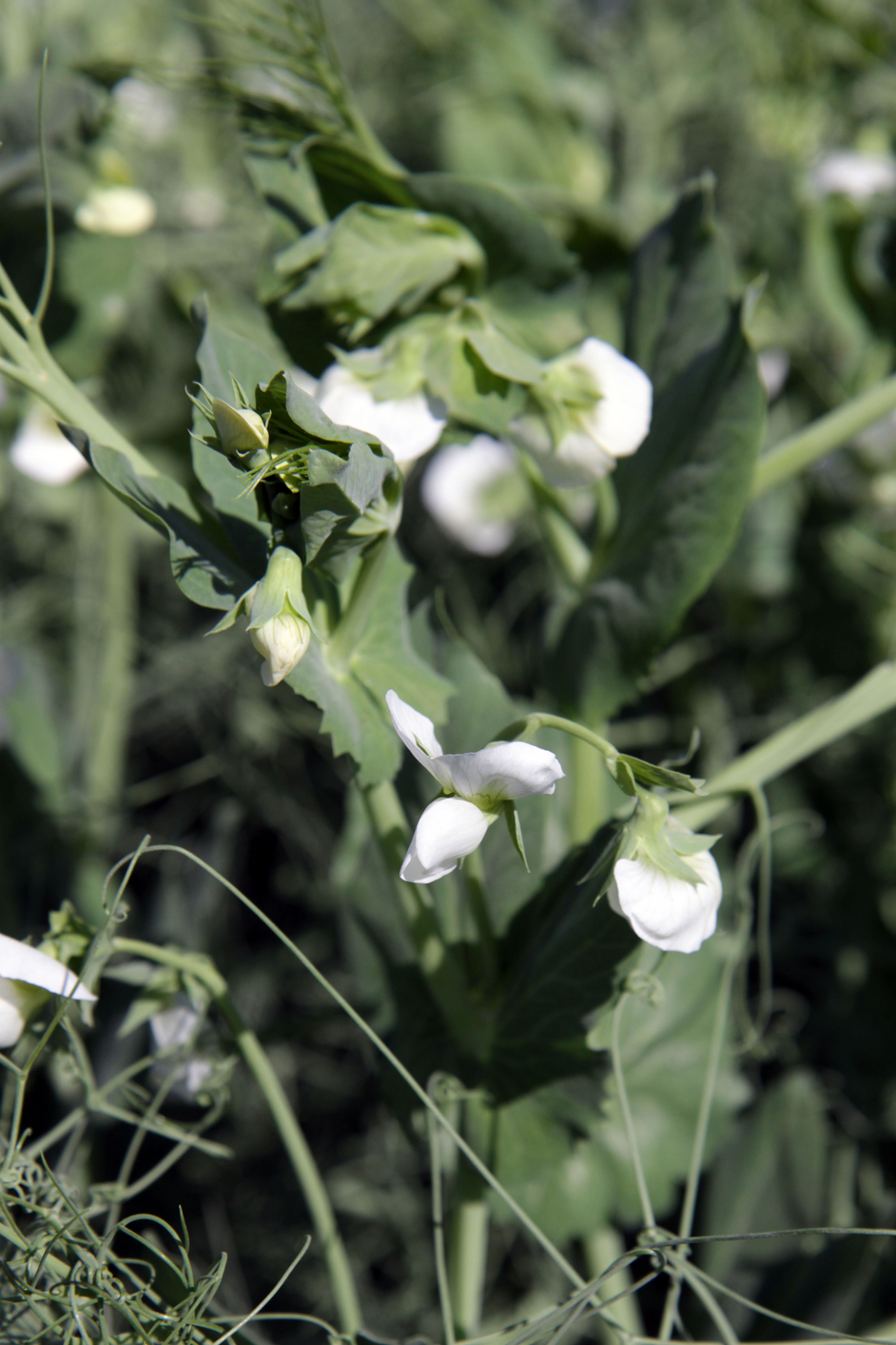 Field pea