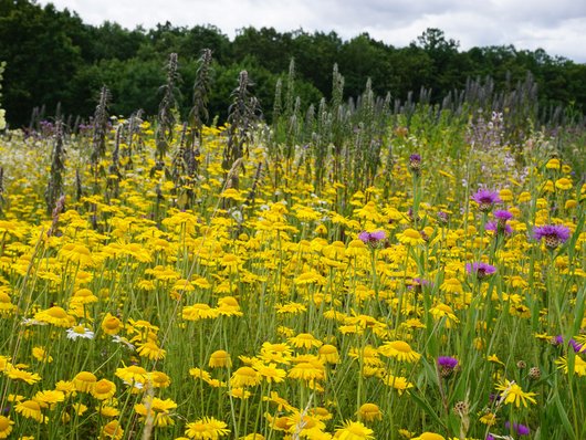 Foto: Agrokraft GmbH Wildpflanzen