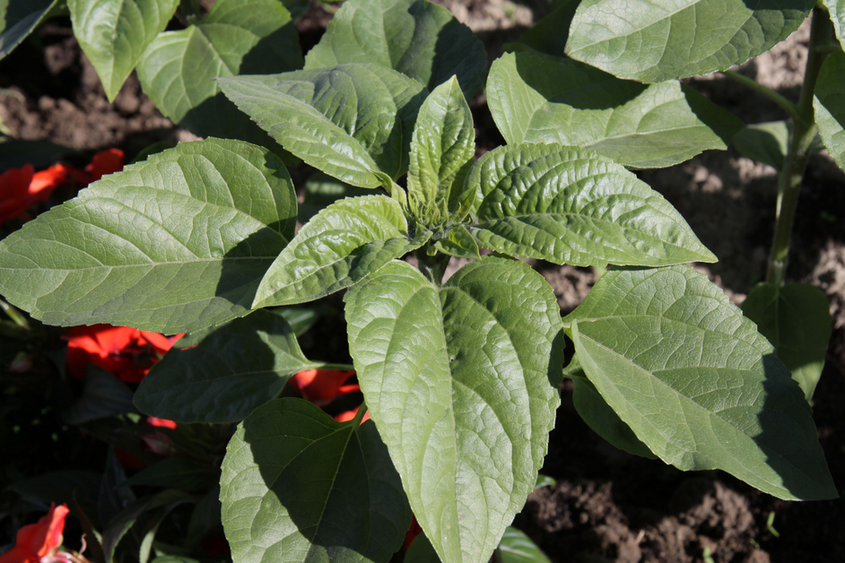 Young sunflower